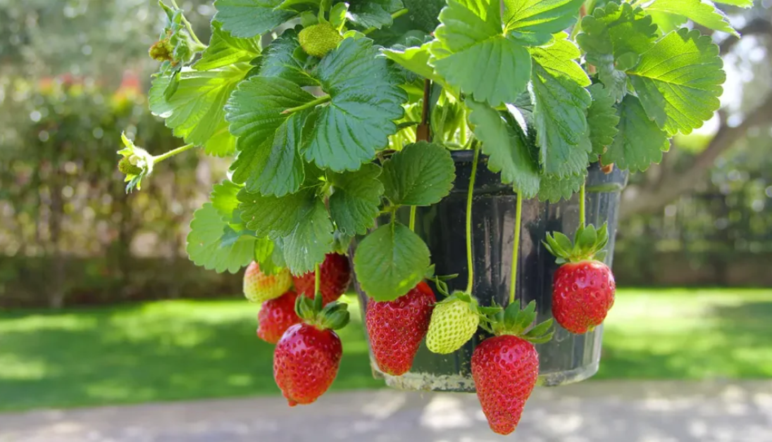 fraise3 fraise3